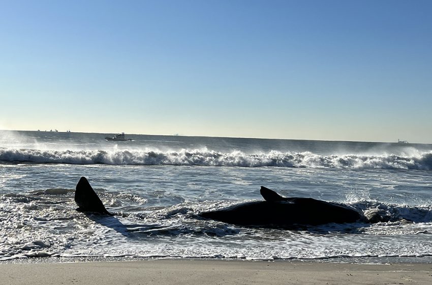  Whaley Sad  Young Sperm Whale Dies in Arverne