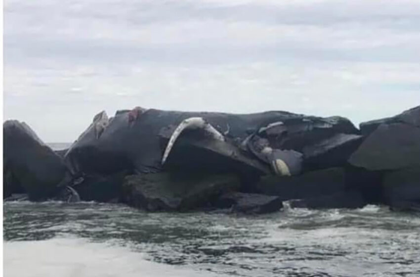  Another Dead Whale Washes Up in Breezy