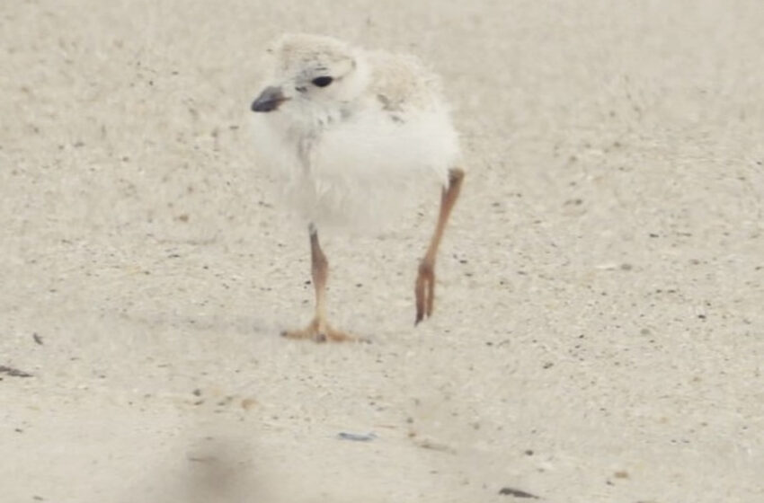  Op-Ed: Consider the Piping Plover