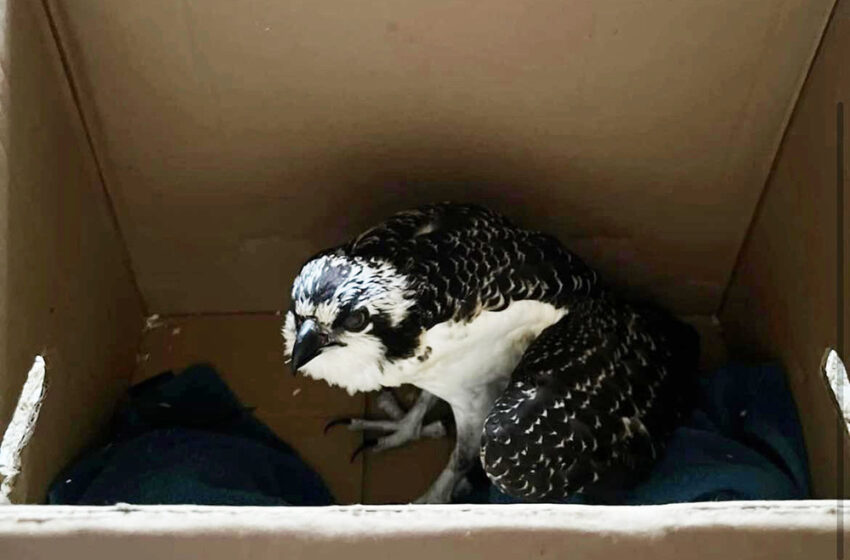 Osprey on the Mend