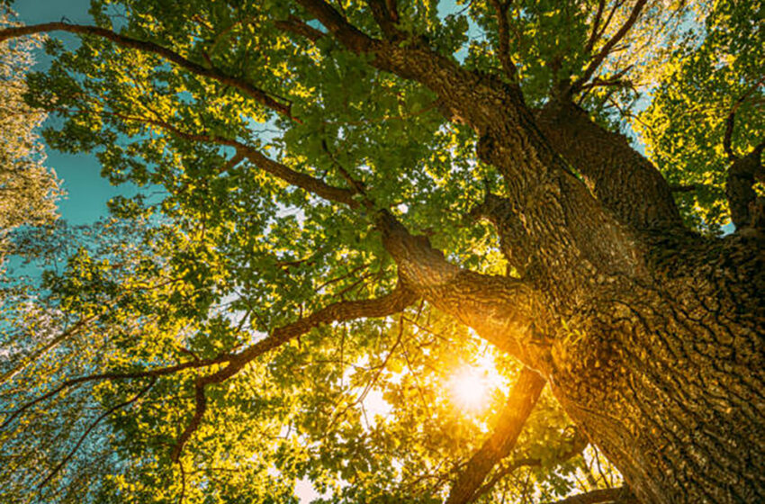  Go Green: The Wonder and Beauty of Trees
