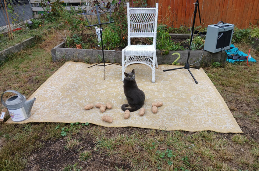 A Delicious Potato Feast