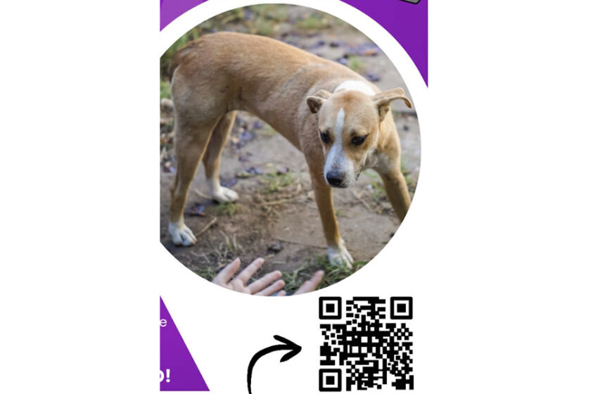  Local Rescues to Host Lost Animals Workshop