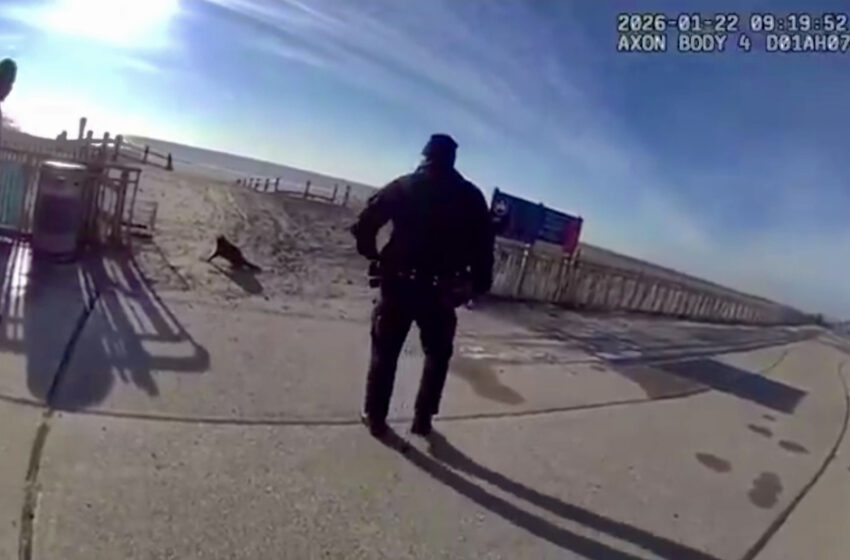  NYPD Sgt. Fatally Shoots Raccoon on the Beach